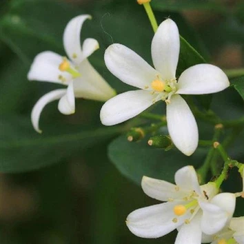 Orangenjasminsamen